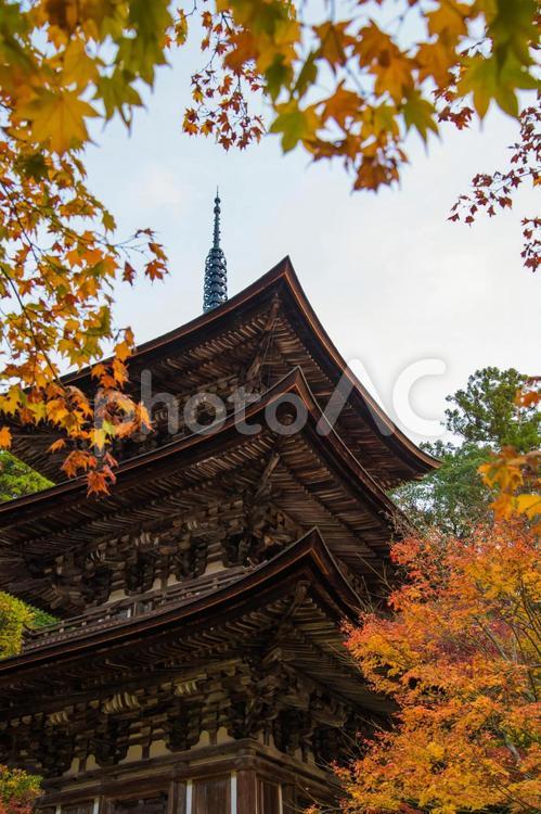 西明寺の三重塔 滋賀県,西明寺,お寺の写真素材