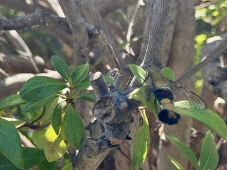 木にとまった虫のイメージ 木にとまった虫のイメージの写真