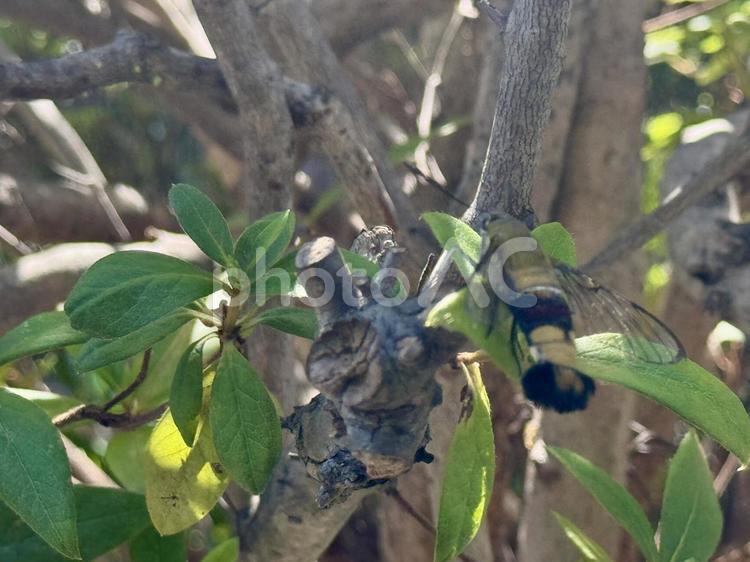 木にとまった虫のイメージ 虫,大きい,植物の写真素材