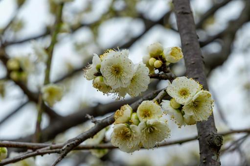 白梅の花が咲く穏やかな春の日 白梅の花が咲く穏やかな春の日 白梅,梅,花の写真素材