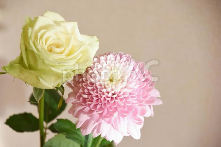 緑のばらとマム マム,洋菊,花の写真素材