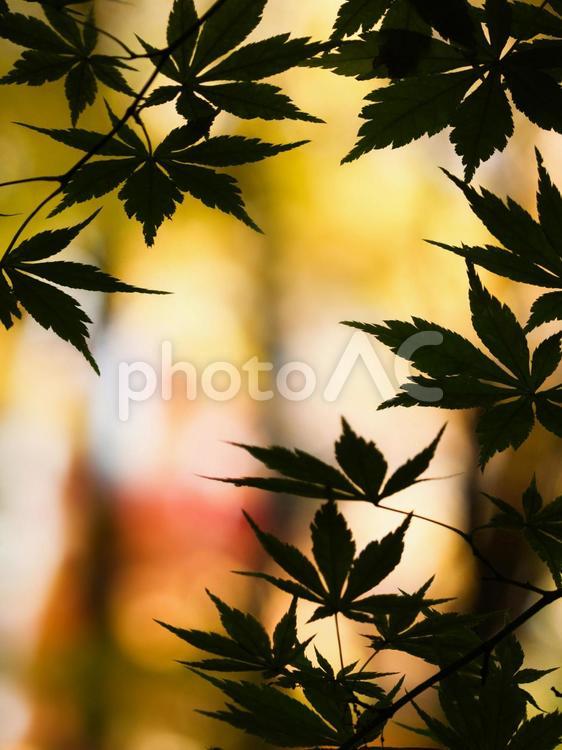北海道札幌市青葉中央公園の紅葉 紅葉,逆光,モミジの写真素材