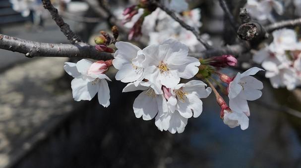桜 桜 桜,木,春の花の写真素材