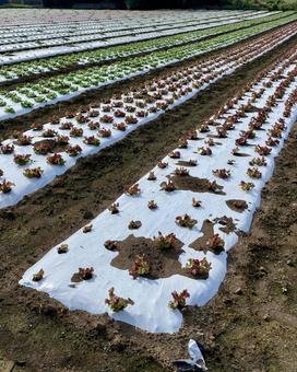 レタス畑の景色 レタス畑の景色 レタス,野菜,サニーレタスの写真素材