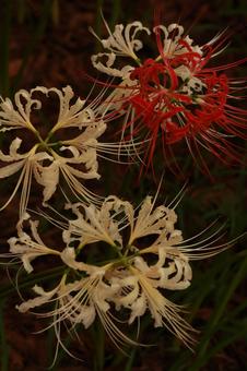 曼殊沙華 曼殊沙華 曼殊沙華,ヒガンバナ,秋の写真素材