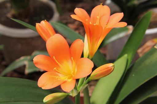 クンシラン・君子蘭　マクロの写真