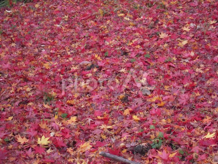 紅葉の絨毯 紅葉,秋,京都の写真素材