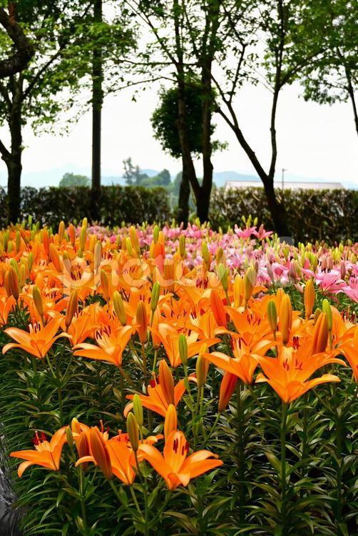 色鮮やかな満開のゆり園 ユリ,百合の花,花の写真素材
