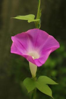 朝顔の写真