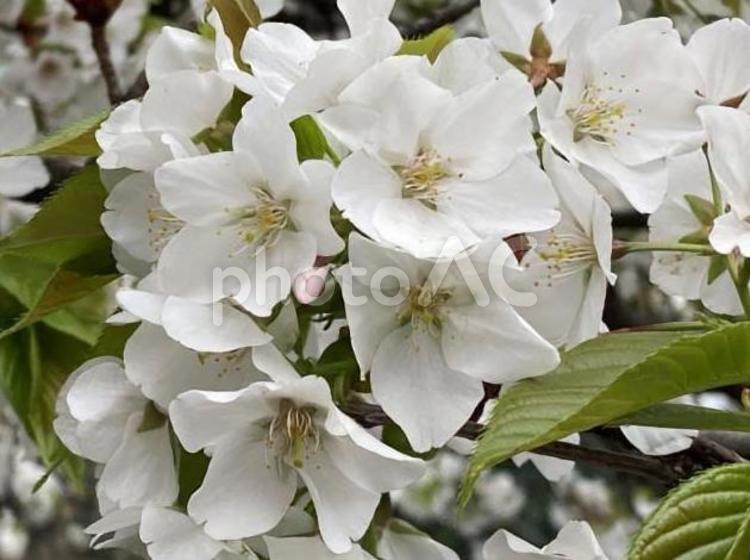 桜の花クローズアップ 桜,花,桜の花の写真素材
