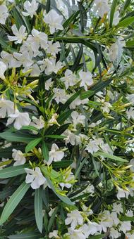 花 花 夾竹桃,白い花,満開の写真素材