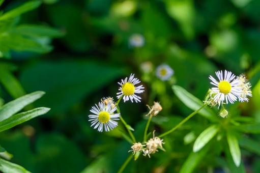 日差しに輝くハルジオンの花 日差しに輝くハルジオンの花の写真