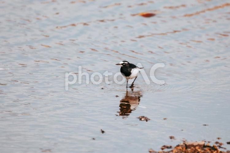癒しのゼクロセキレイ ゼクロセキレイ,野鳥,野鳥観察の写真素材