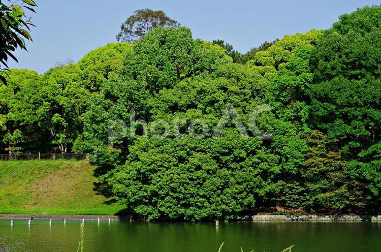 陽光の下の木々と池 木々,樹木,木の写真素材