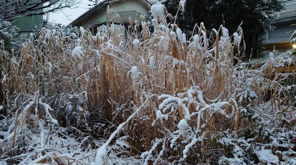 枯草と雪 枯草と雪の写真