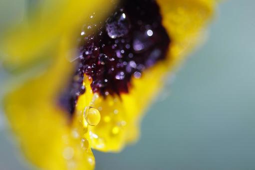 花と水滴 花と水滴の写真