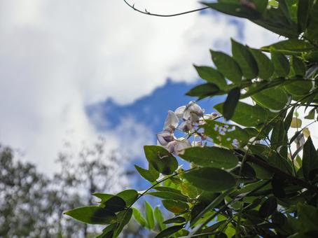 秋空に揺れる藤の花 秋空に揺れる藤の花 藤,花,季節外れの写真素材