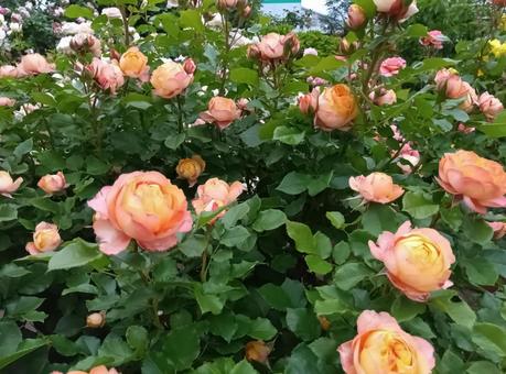 薔薇 薔薇 薔薇,オレンジ色の薔薇,良い香りの写真素材