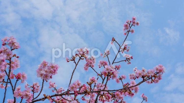 満開の桜と青空 染井吉野,4月,ソメイヨシノの写真素材
