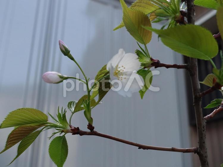 さくら、種から育てた4年目 さくら,桜,sakuraの写真素材