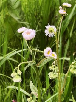 雑草 雑草の写真