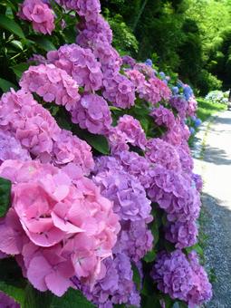 hydrangea, hydrangea, hydrangea, hydrangea, JPG