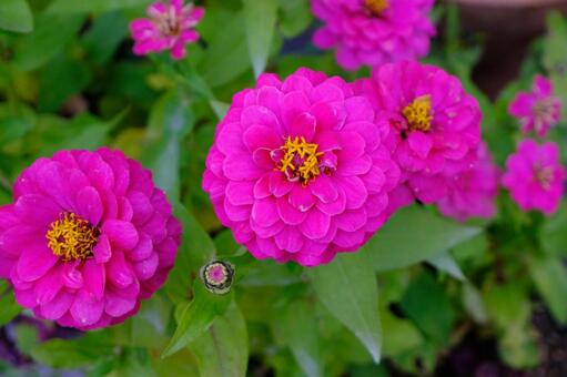 群生するジニア（ピンク） ジニア,百日草,花の写真素材