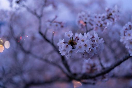 夜桜1 夜桜1の写真