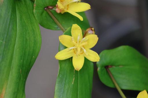 黄色のサガミジョウロウホトトギスの花 黄色,サガミジョウロウホトトギス,花の写真素材