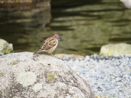 岩の上に降りたスズメ 岩の上に降りたスズメ スズメ,野鳥,動物の写真素材