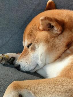 気持ち良さそうに眠る寝顔の柴犬くです! 気持ち良さそうに眠る寝顔の柴犬くです! 犬,柴犬,シバの写真素材