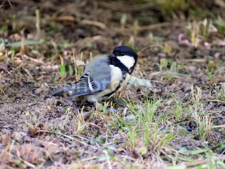 地上で羽繕いをするシジュウカラ シジュウカラ,四十雀,野鳥の写真素材