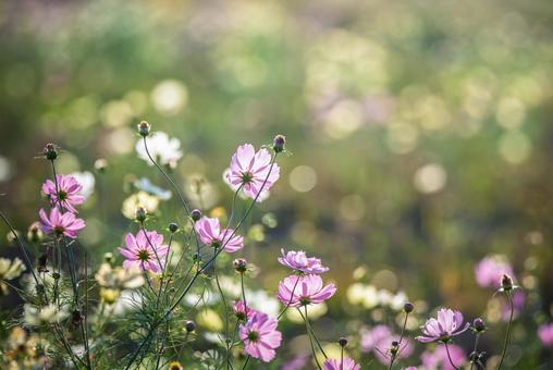 吹上コスモス畑に咲くコスモス 花,コスモス,レモン色の写真素材