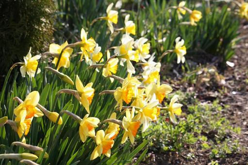 スイセン群 群生,散策,スイセンの写真素材