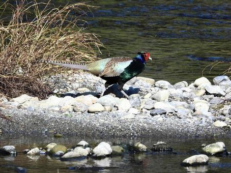 中洲を歩くキジの写真