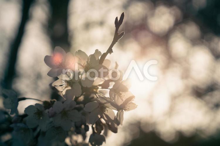 咲き誇る満開の桜〜ソメイヨシノ 桜,ソメイヨシノ,さくらの写真素材