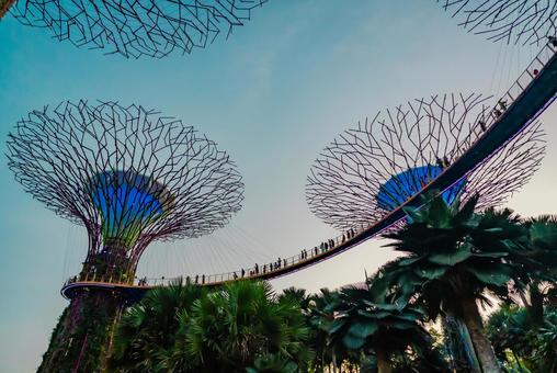【シンガポール】スーパーツリー シンガポール,ガーデンズバイザベイ,スーパーツリーの写真素材
