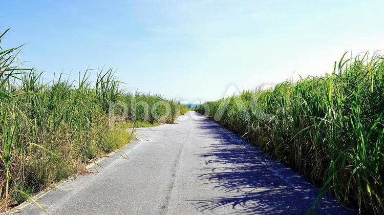 沖縄伊是名島のさとうきび畑と道 一本道,サトウキビ,畑の写真素材