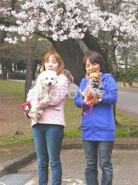 桜とチワワとビションフリーゼ抱く二人女性 チワワ,犬,ペットの写真素材