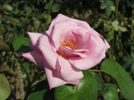 Photo, rose, flower, plant, 