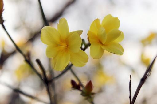 黄梅 黄梅,自然,風景の写真素材