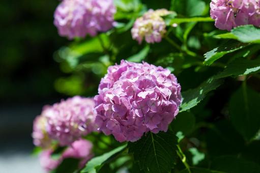 ピンクの紫陽花の写真