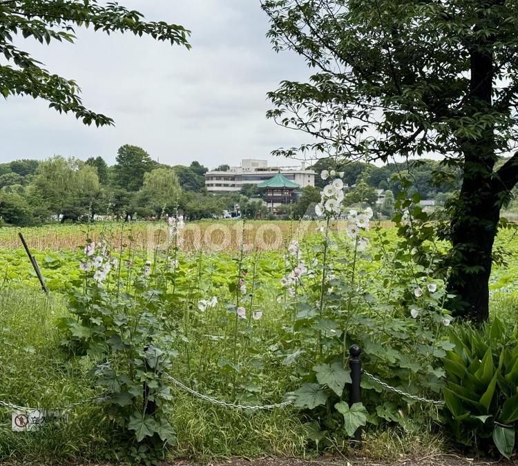 茂った蓮　不忍池　タチアオイ タチアオイ,柵,不忍池の写真素材