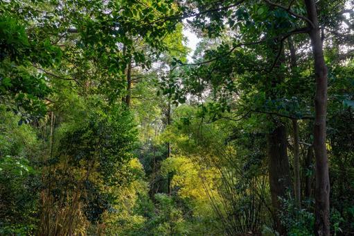緑に囲まれた道の写真