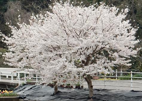 【桜の写真】桜が咲く風景 【桜の写真】桜が咲く風景の写真