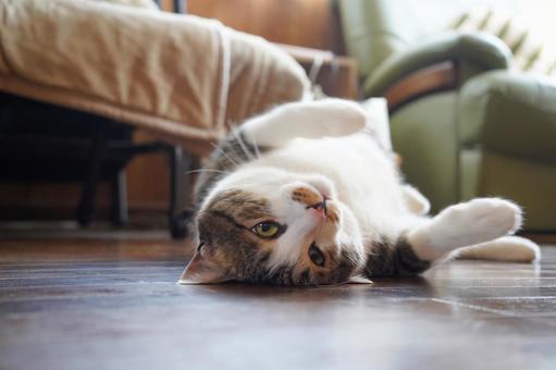 Photo, cat, animal, a pet, 