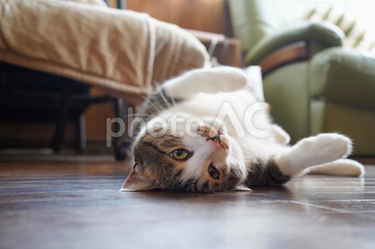 ゴローンのポーズをする飼い猫 ねこ,動物,ペットの写真素材