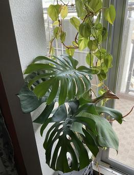 モンステラ モンステラ 観葉植物,ポトス,鉢の写真素材