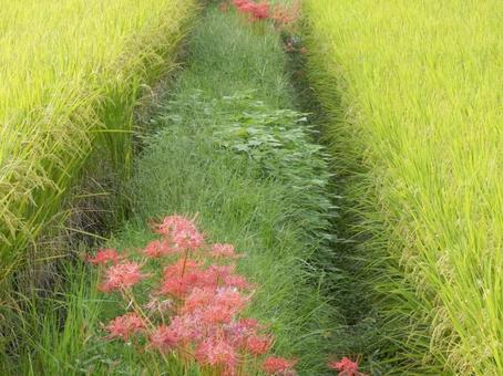 【風景写真】秋の田んぼの風景 【風景写真】秋の田んぼの風景の写真