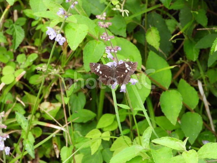 アキノタムラソウにダイミョウセセリ ダイミョウセセリ,大名挵,daimioの写真素材